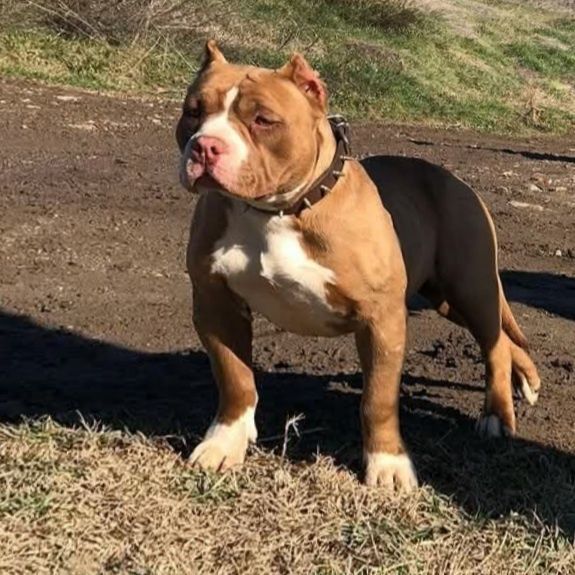 Американско були покет