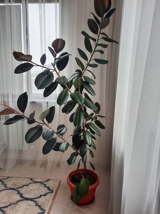 Фикус Цена 35000 тг