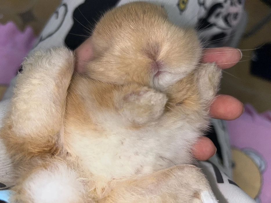 Oddiy sovg‘alardan charchadingizmi?