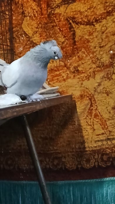 Пепельный самец  возраст 8 месяцев