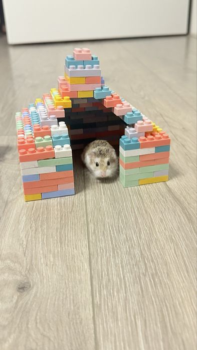 Vand hamster cu cusca