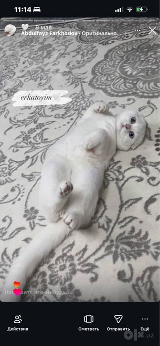 Socitish fold qiz bola 10 oylik