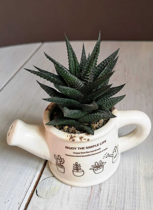 Хавортия лимолистная