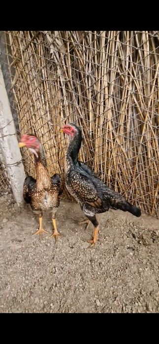 Шамо таза линиядан