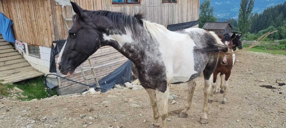 Iapa de calarie Apalusa din Olanda