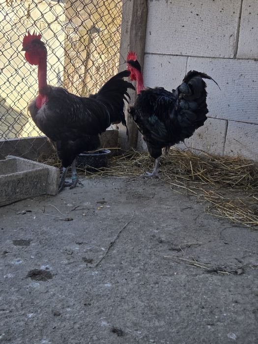 Cocosi Gat Golas de Transilvania