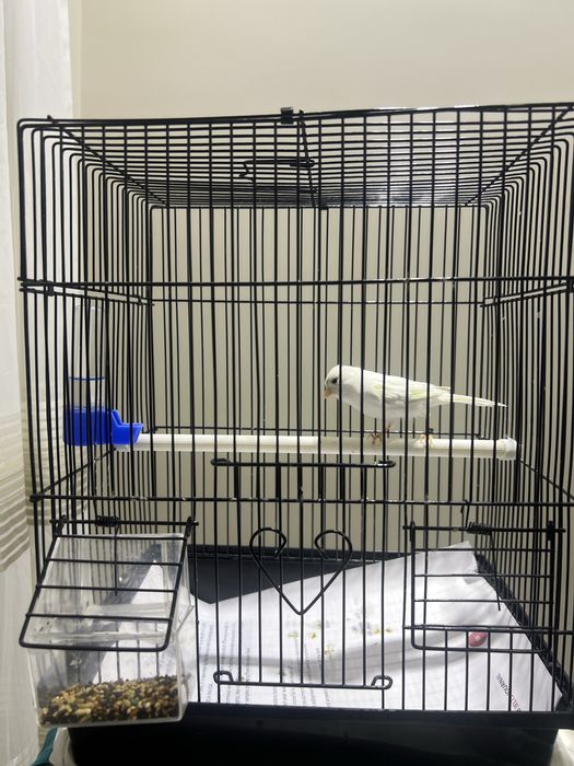 Канарейка  самка