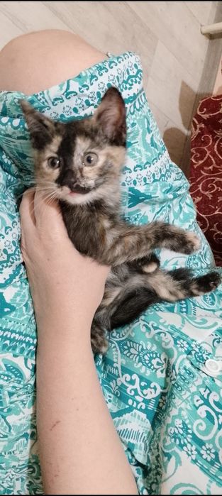 Девочки 1,5 мясецев