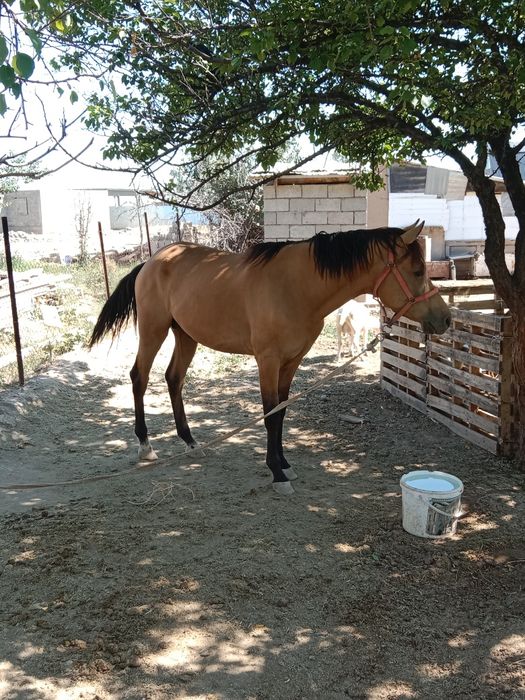 Англо Араб 3 жаста еркек