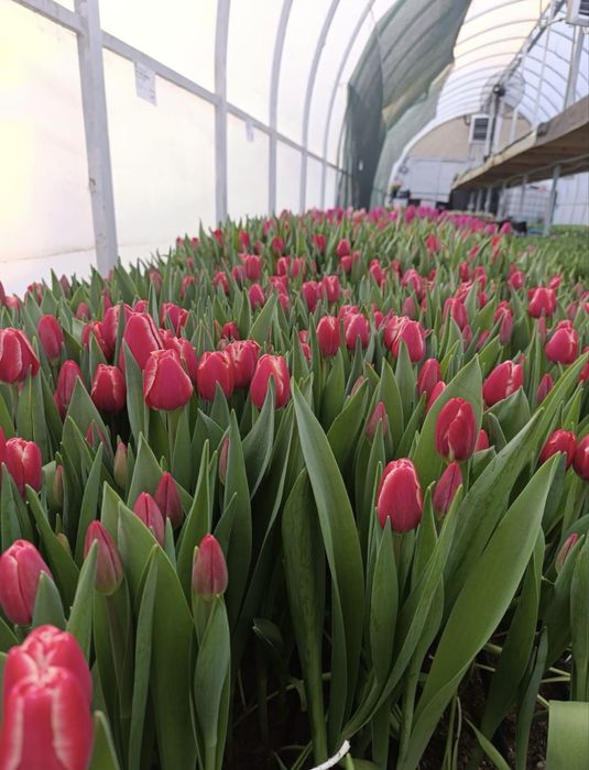 Продаем свежие тюльпаны оптом и в розницу