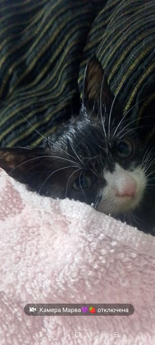 Отдам котёнка в добрые руки
