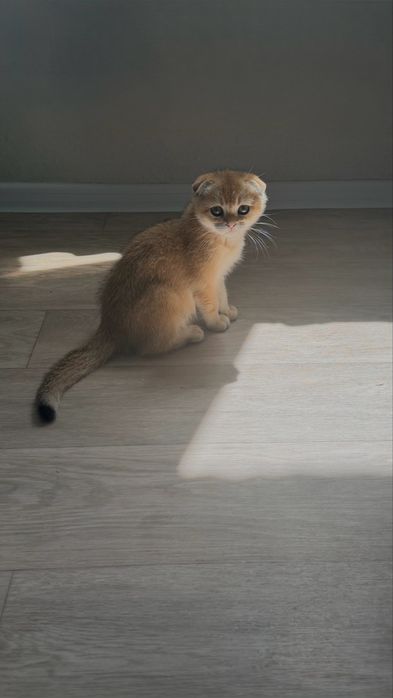 Шотландский золотой котёнок