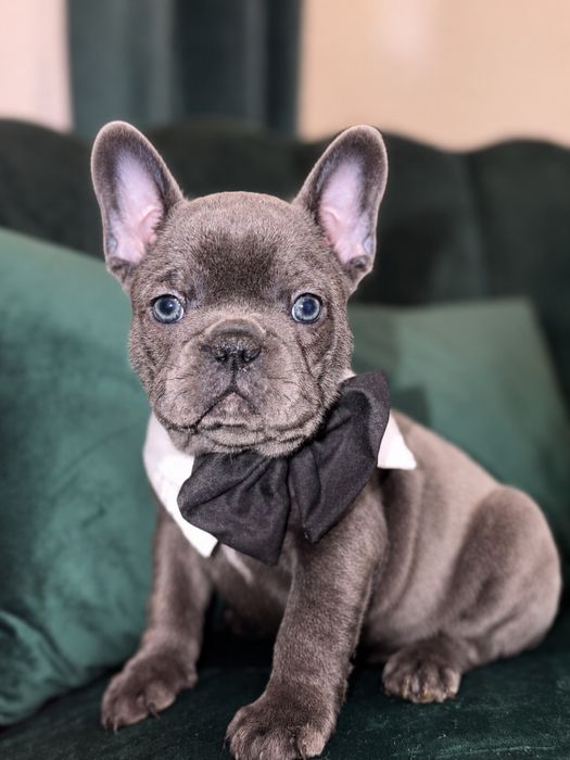 Bulldog francez baiat