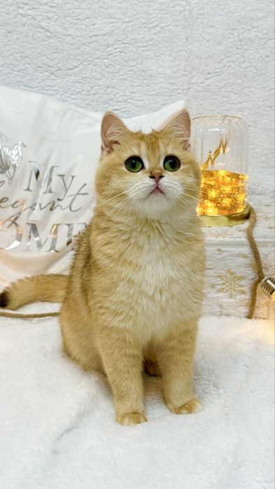 Зрлотая шиншилла