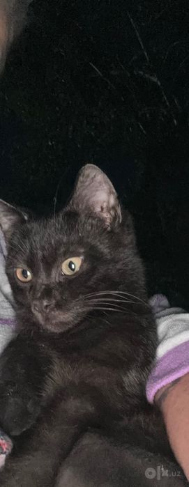 Котята домашние маленькие