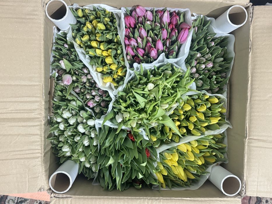 Тюльпан по оптом цене
