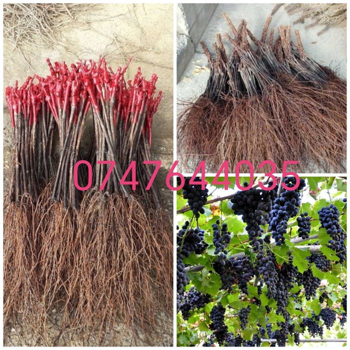 Butași vita de vie altoita și hibrid