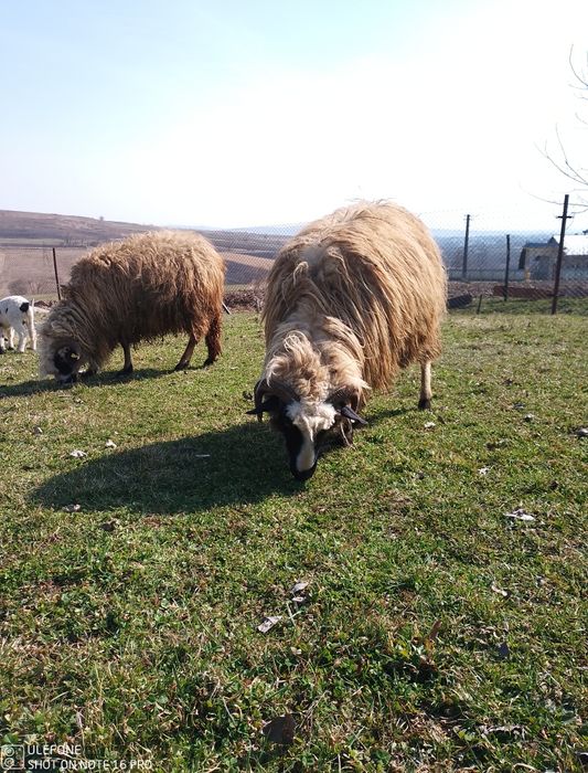 Oi breze și oacheșe cu miei