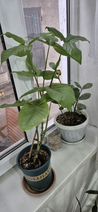 Гүлдер сатылады  бағасын келісеміз