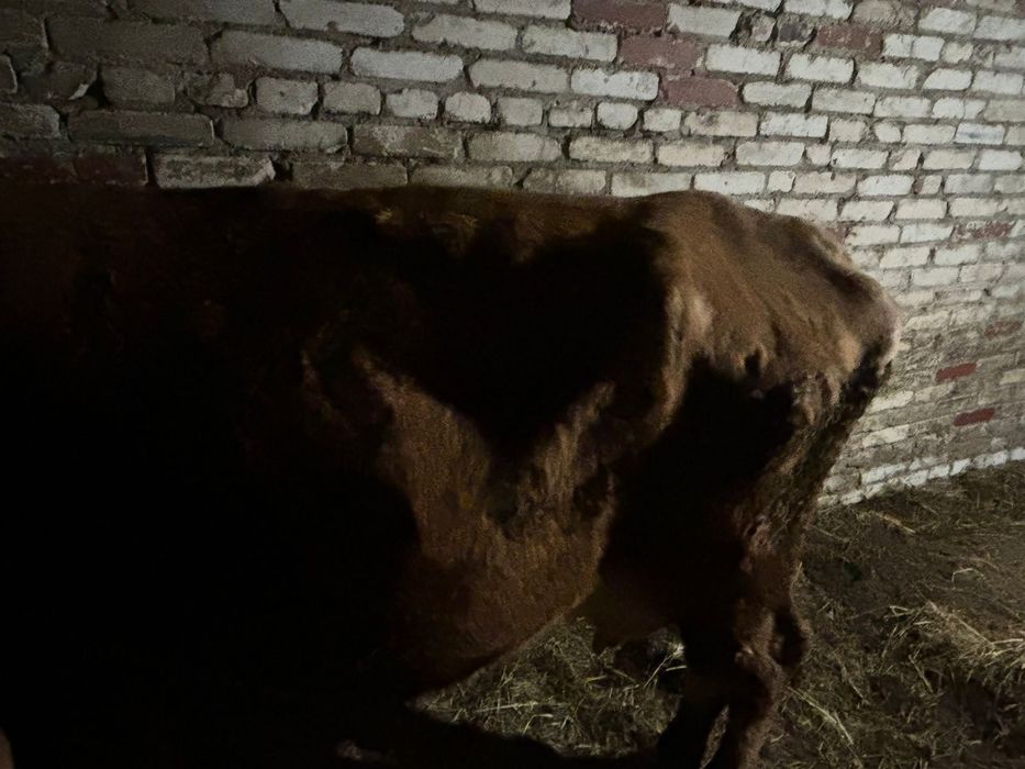Продам молочную красную корову