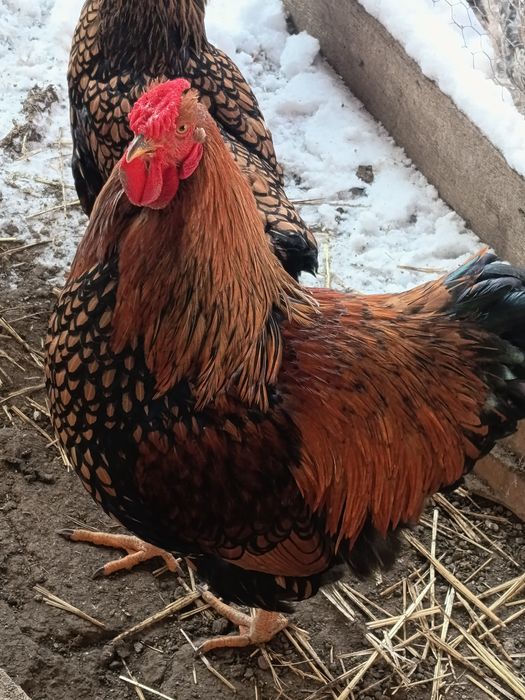 Vând doi cocoși din 2005