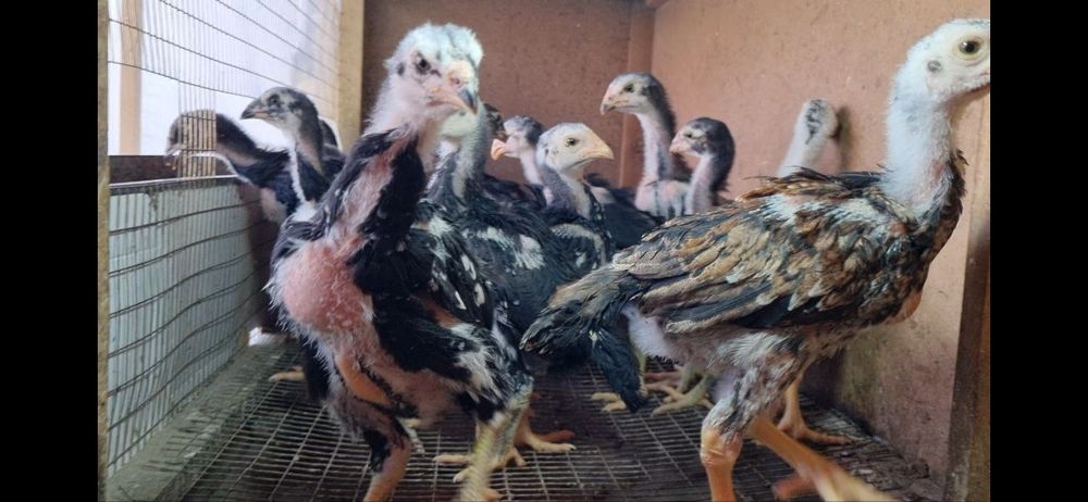 Шамо зот жўжалари сотилади