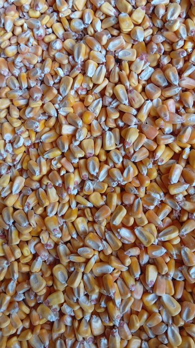 Жугери,Бидай,Арпа,Шрот