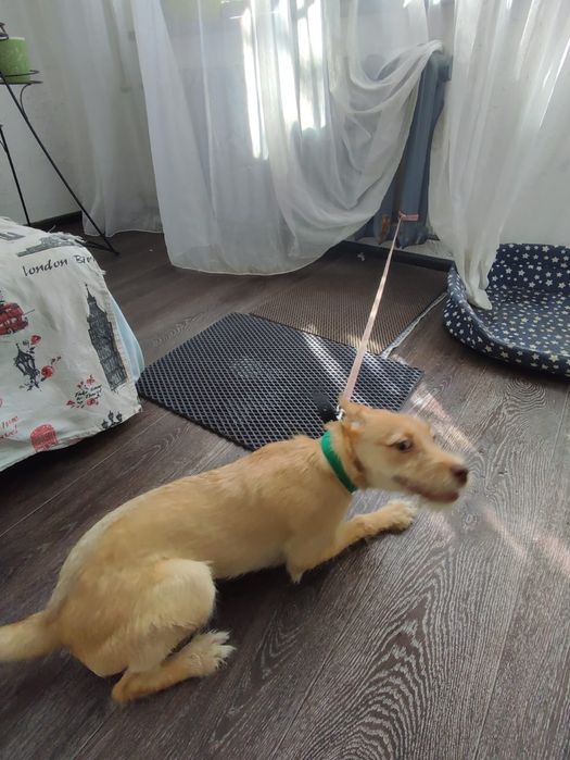 Дворняжка Коко ищет дом