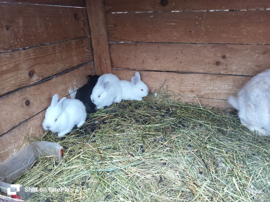 Iepuri diferite marimi