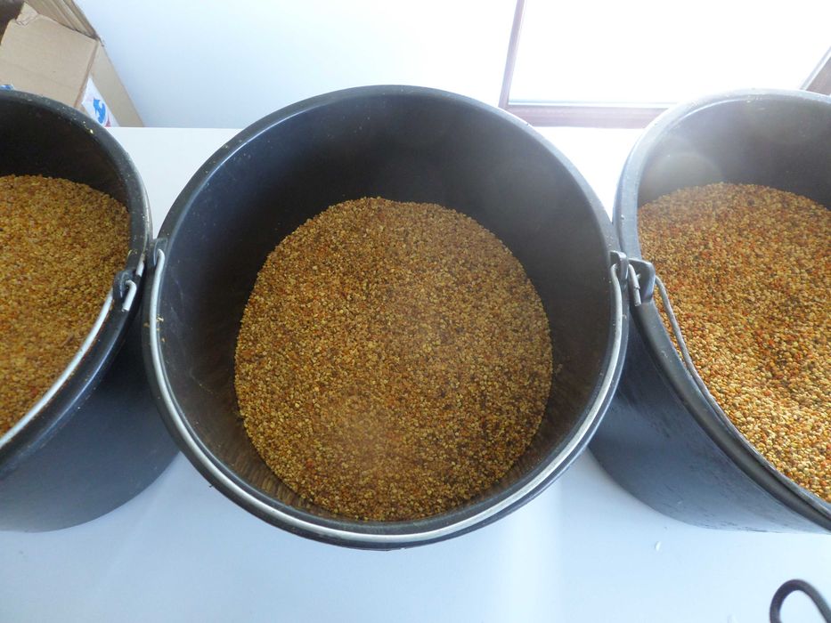 Polen polifllor - productie 2025