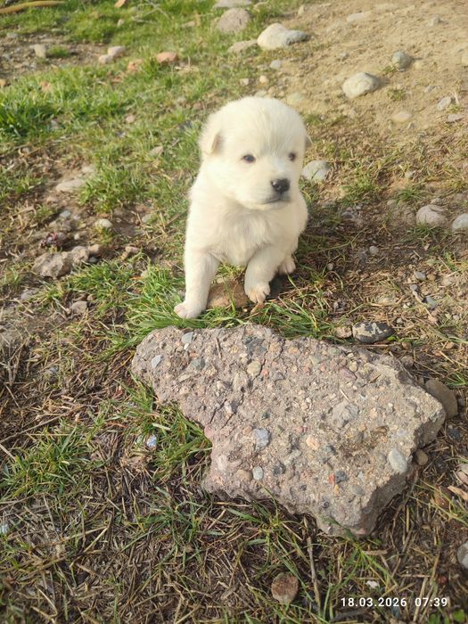 Щенки в добрые руки