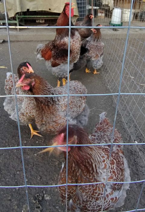 Ouă pentru incubat Wiandotte roșu cu albastru