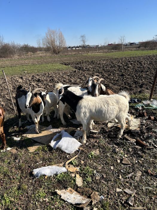 Vind 4 capre gestante ,un tap ,si 4 iede