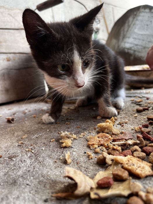 Отдам котят в добрые руки