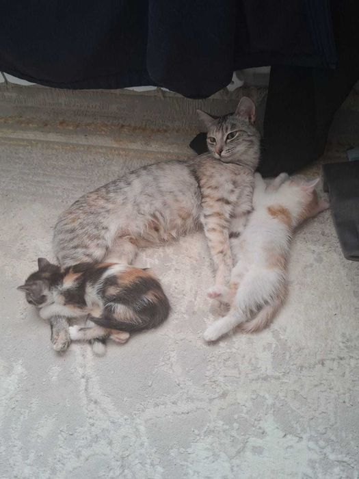 Отдам котят в добрые руки