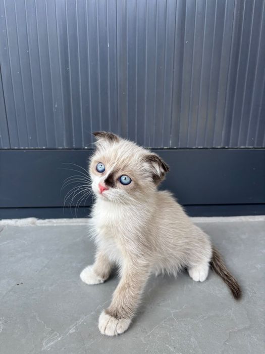 Котята вислоухие в добрые руки