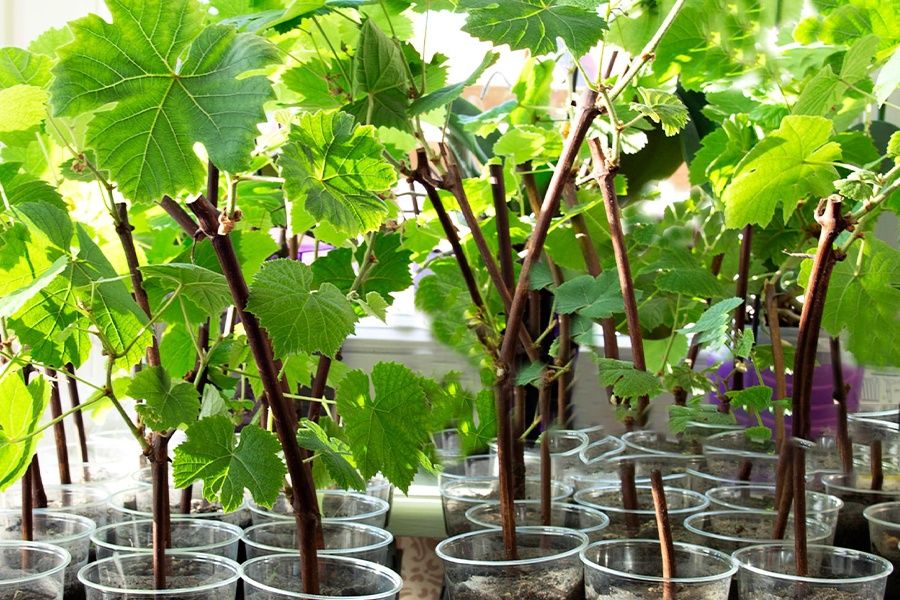 Продам  саженцы.