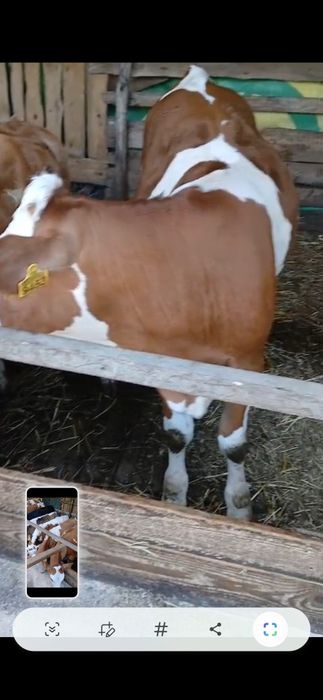 Vitele de baltata românească
