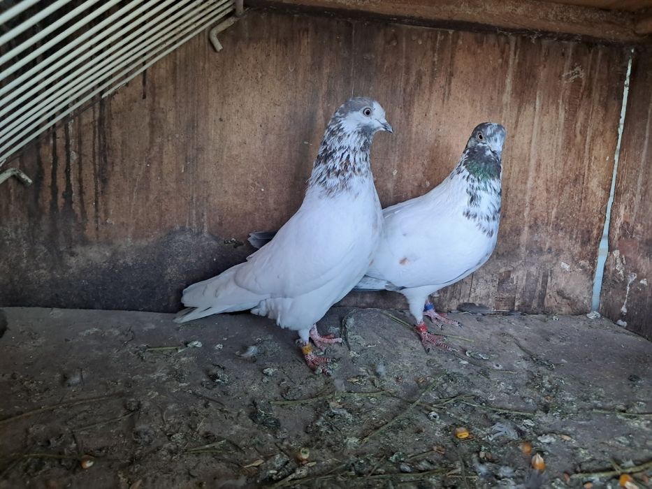 Vand porumbei ciungi si tipler englez