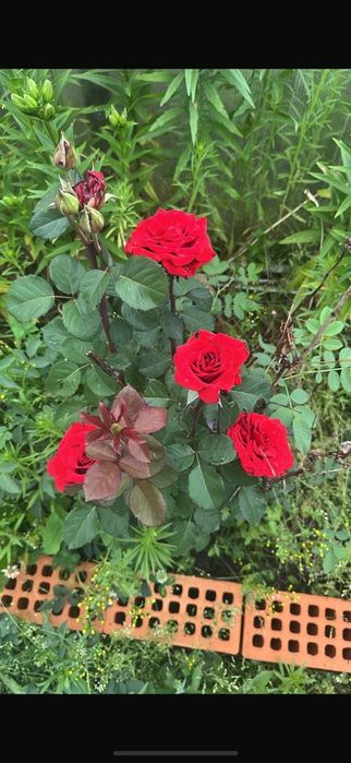 Продам дом , дача.