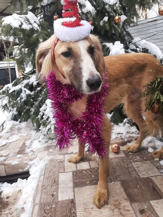 ПорОдиСтыЕ и Дворянины в НадеЖные руки