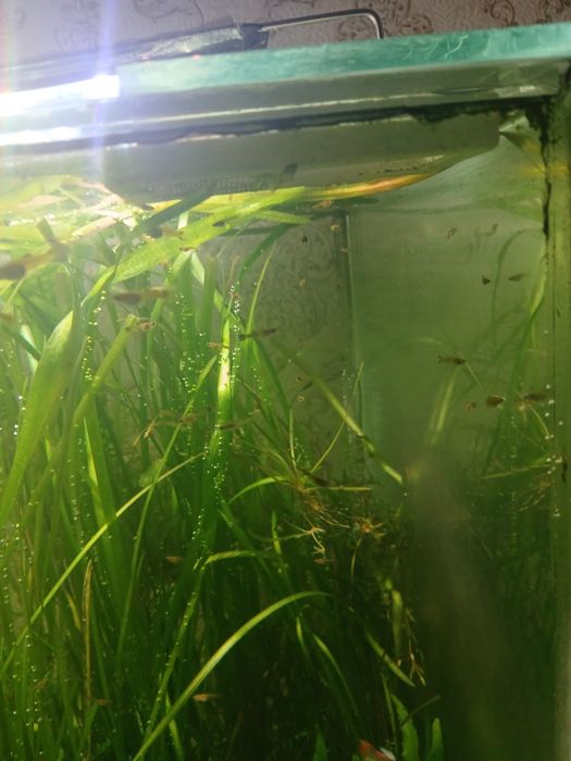 Продам аквас в комплекте с рыбками и т.д
