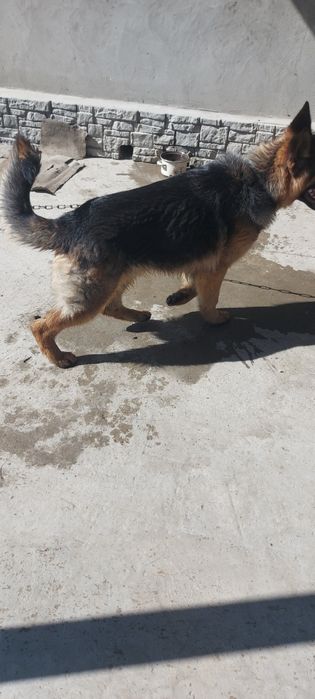 Продам немецкую овчарку