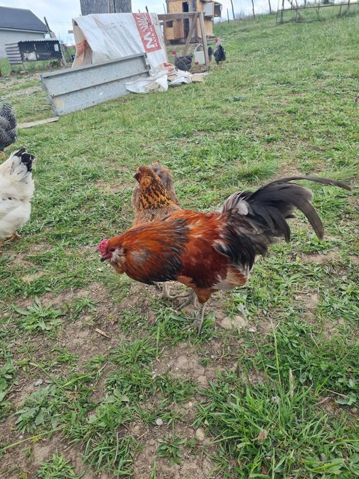 Cocosi tineri de rasă