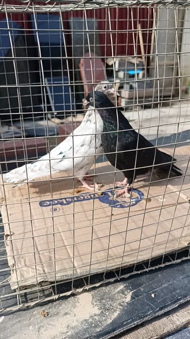 Голуби бакинцы пискуны