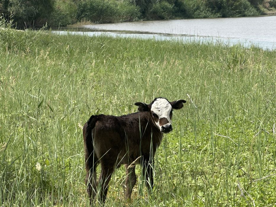 Земля сенокос пашня сено кх