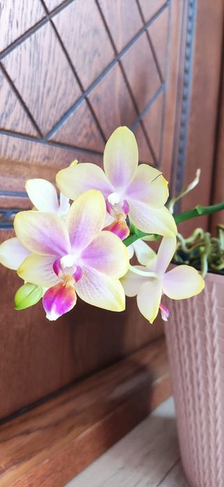 Цветущая орхидея в горшке