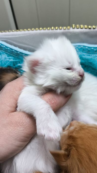 Эксклюзив! Снежные МЕЙН КУНЫ  , под Резерв