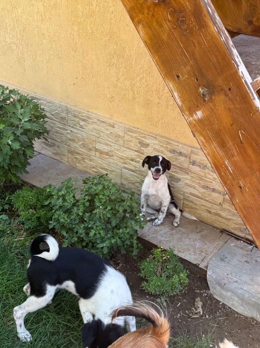 Câini spre adoptie