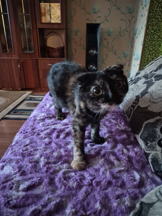 отдаю кошечку в добрые руки